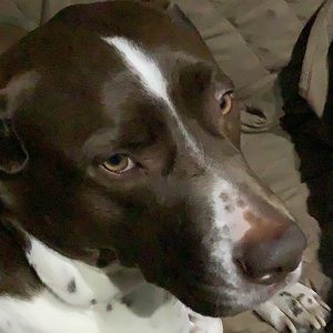 Meet your Posher, Ronnie